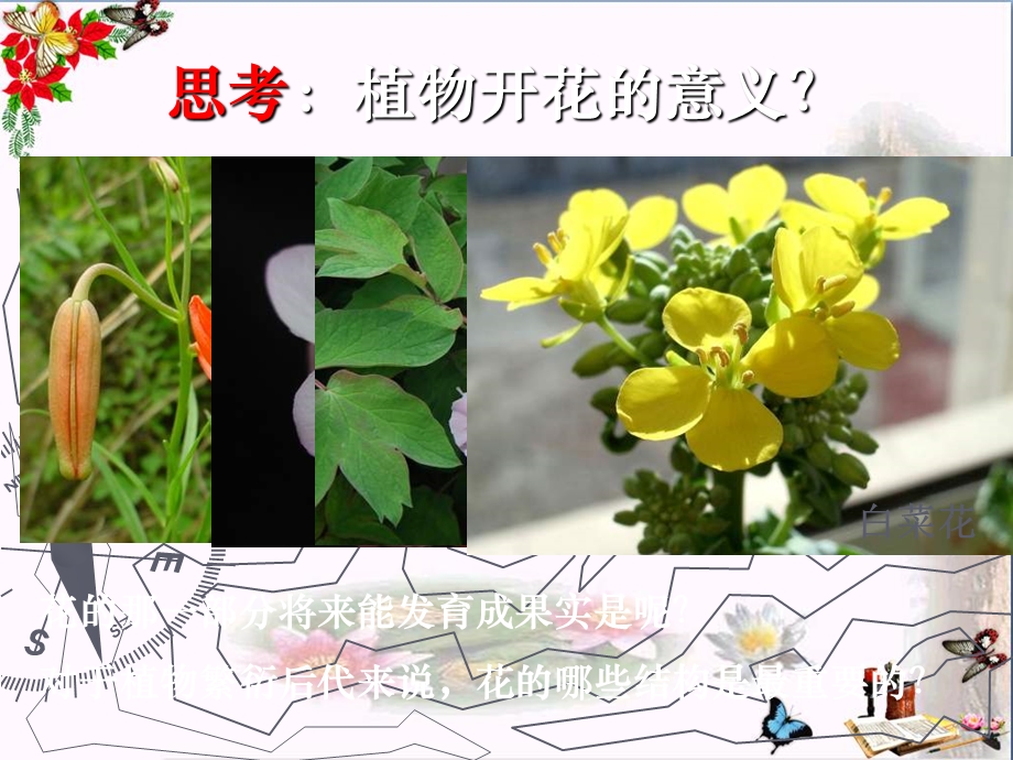 《植物的开花和结果》课件.ppt_第3页