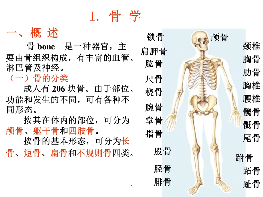 功能解剖学课件.ppt_第3页