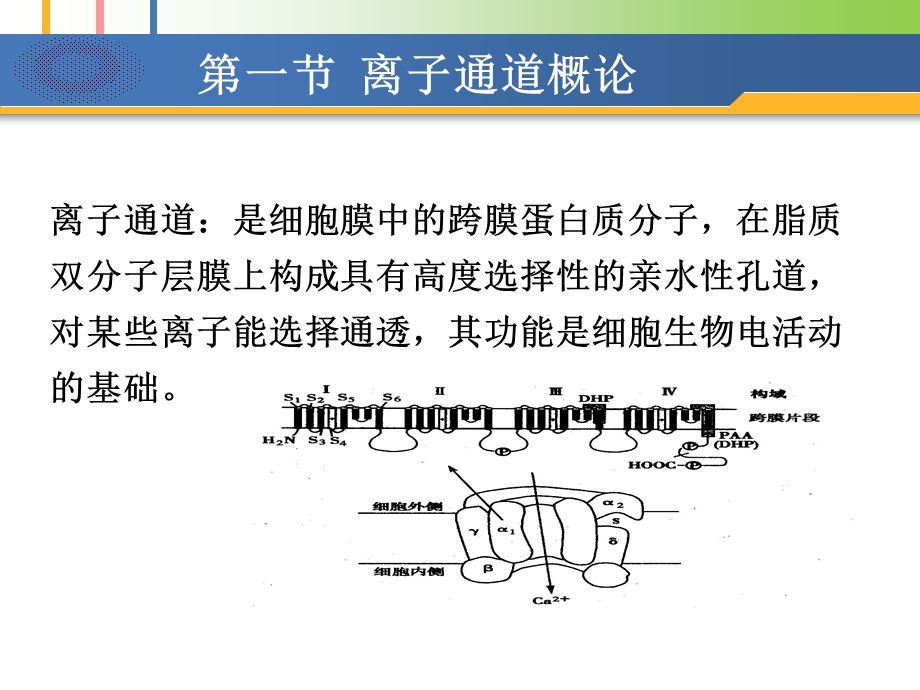 [药理学]ca拮抗药课件.ppt_第2页