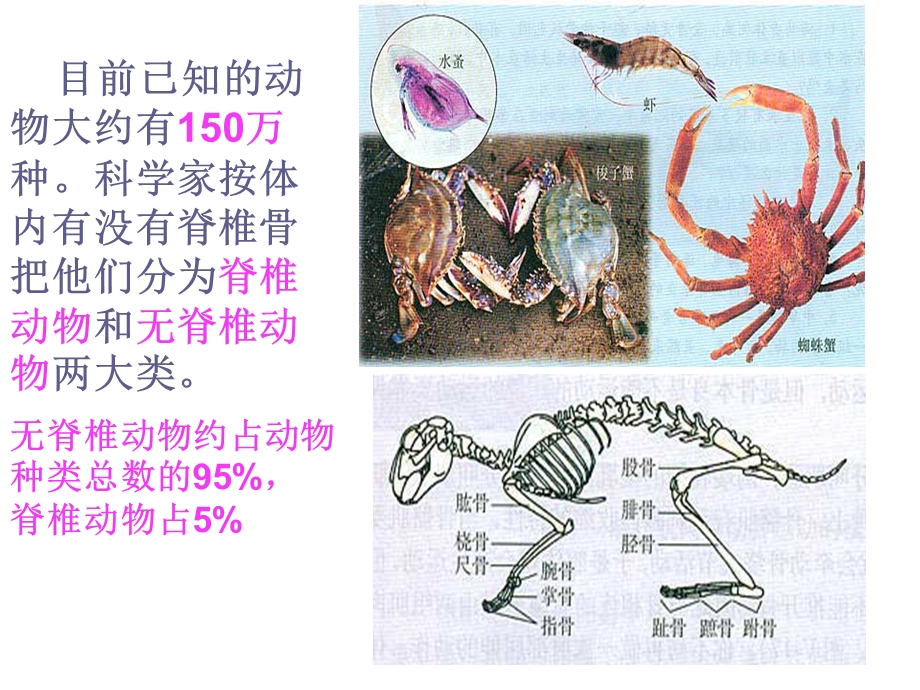 动物的主要类群复习总结课件.ppt_第3页