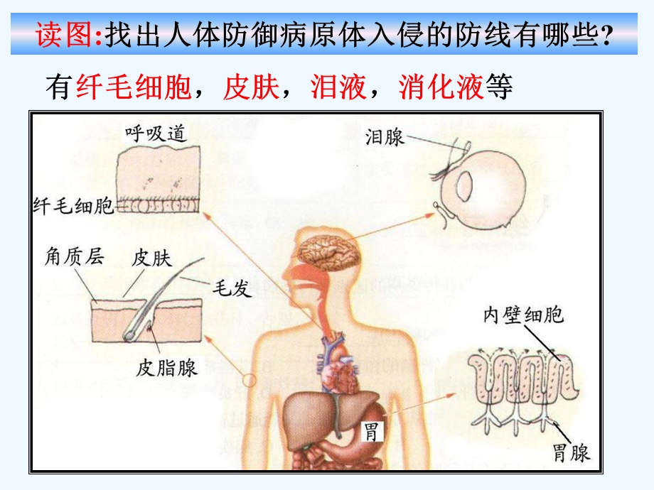 九年级科学下册-3.3-身体的防卫(1)讲义3-(新版)浙教版课件.ppt_第3页