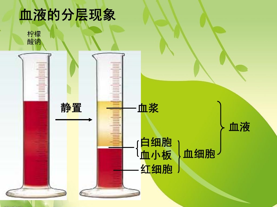 七年级生物下册第三章《人体内物质的运输》复习ppt课件（新版）.ppt_第3页