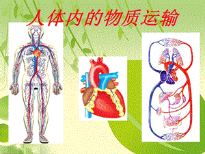 七年级生物下册第三章《人体内物质的运输》复习ppt课件（新版）.ppt