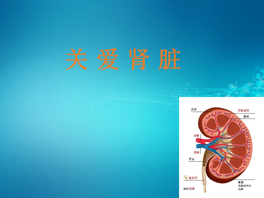 关爱肾脏课件.ppt_第1页