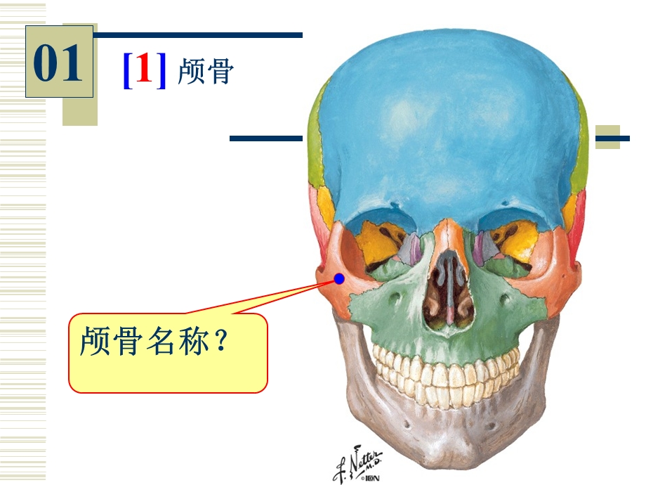 96学时人体解剖学图片考试课件.ppt_第2页