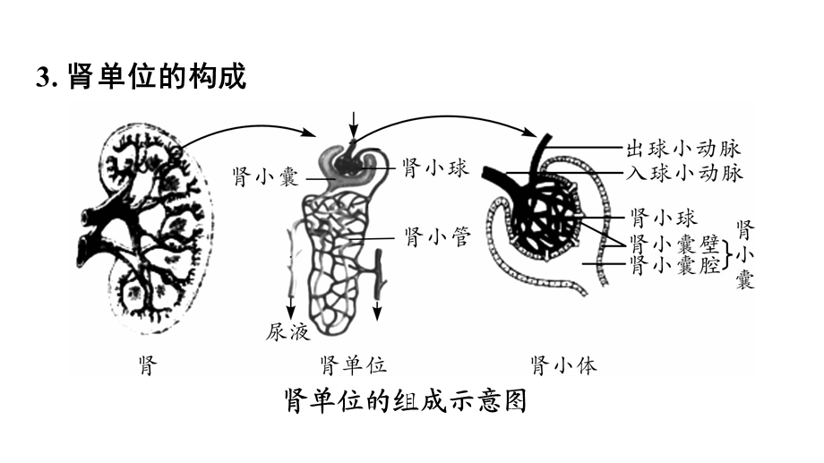 中考生物复习：人体内代谢废物的排出ppt-济南版课件.ppt_第3页