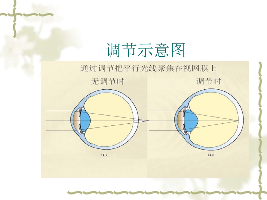 一调节与集合课件.ppt_第3页