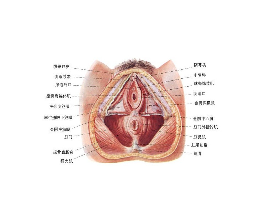 会阴裂伤缝合新进展课件.ppt_第2页