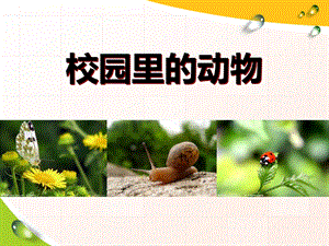 《校园里的动物》课件.ppt