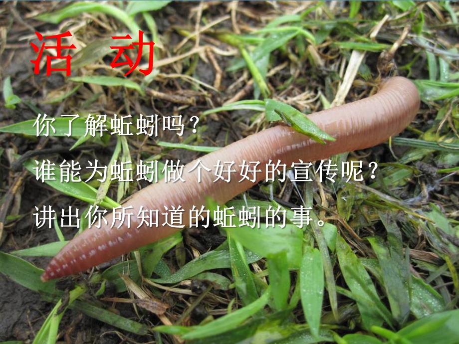 《蚯蚓的选择》生物与环境优秀ppt课件.ppt_第2页