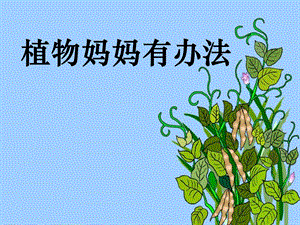 《植物妈妈有办法》课件.ppt