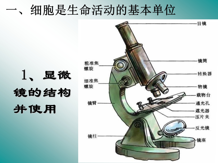 主题二生物体的结构层次课件.pptx_第2页