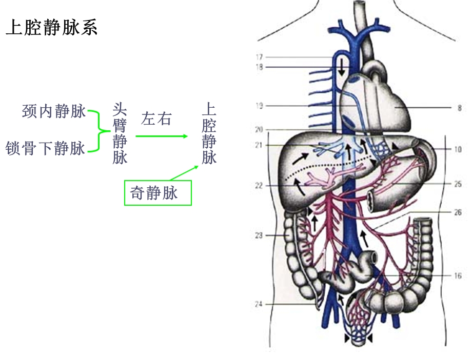 人体解剖之动静脉课件.ppt_第1页