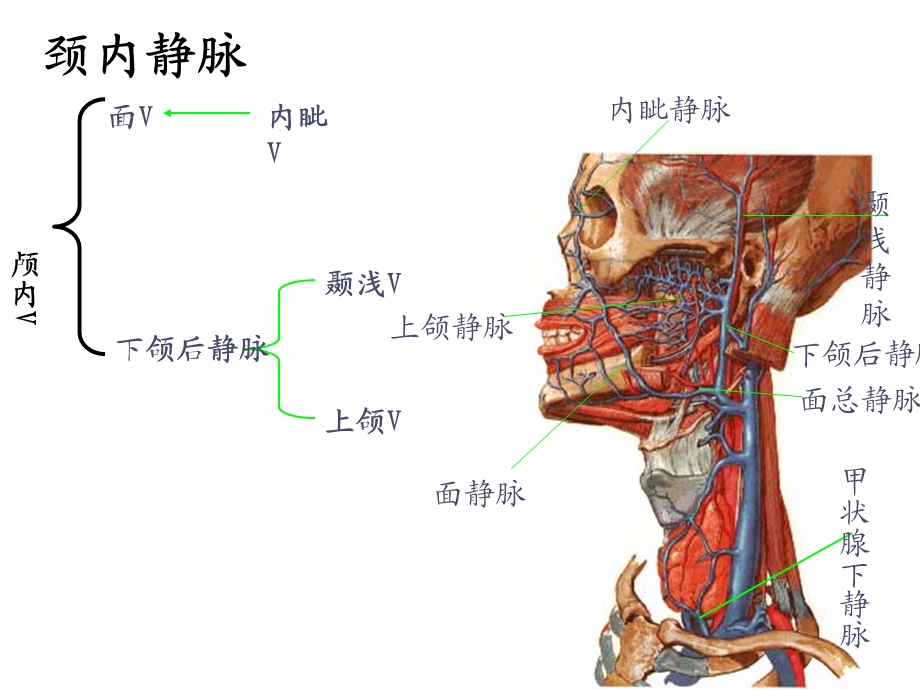 人体解剖之动静脉课件.ppt_第3页