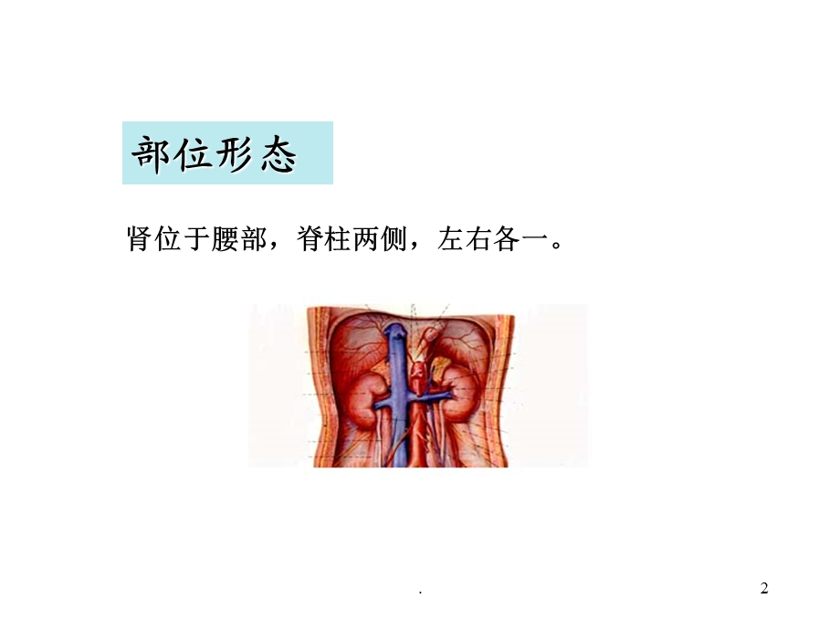 中医学五脏-肾医学课件.ppt_第2页