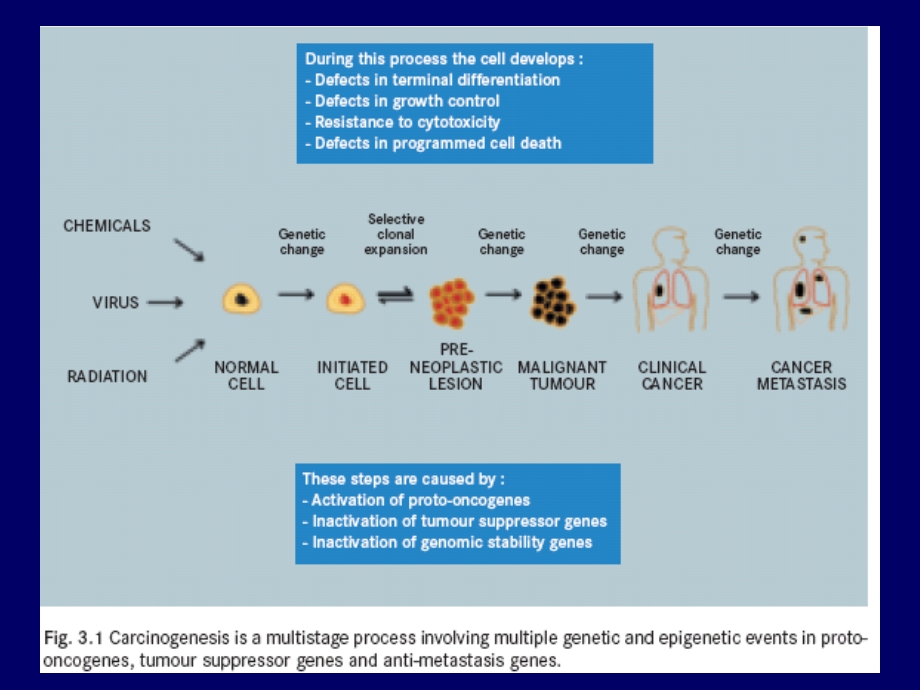 癌基因与抑癌基因 英文版.ppt_第3页