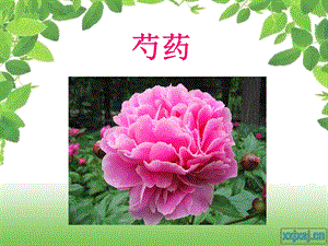 芍药.ppt.ppt