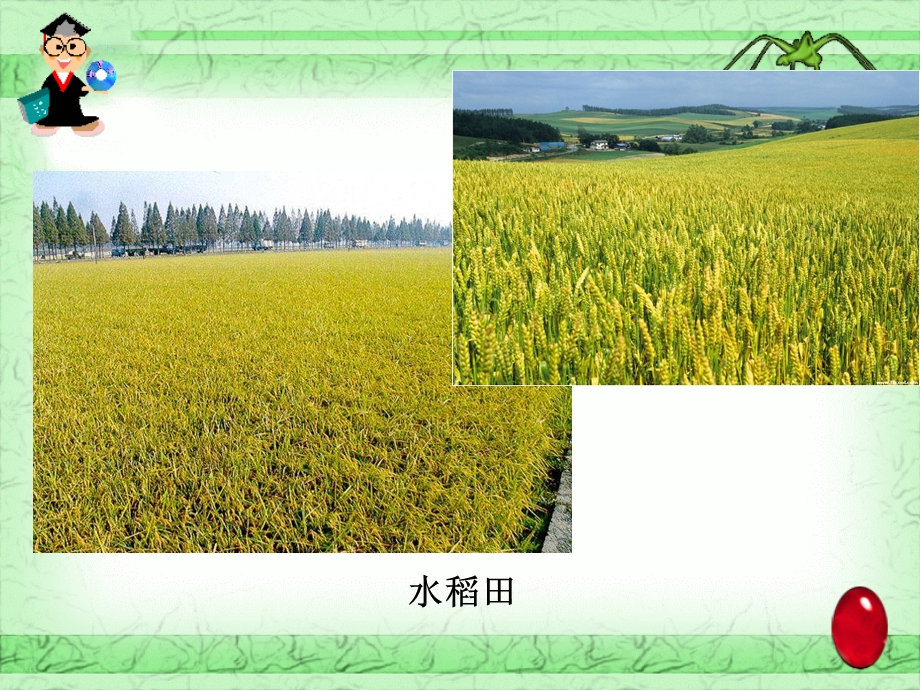 第二节 以种植业为主的农业地域类型(PPT62).ppt_第2页