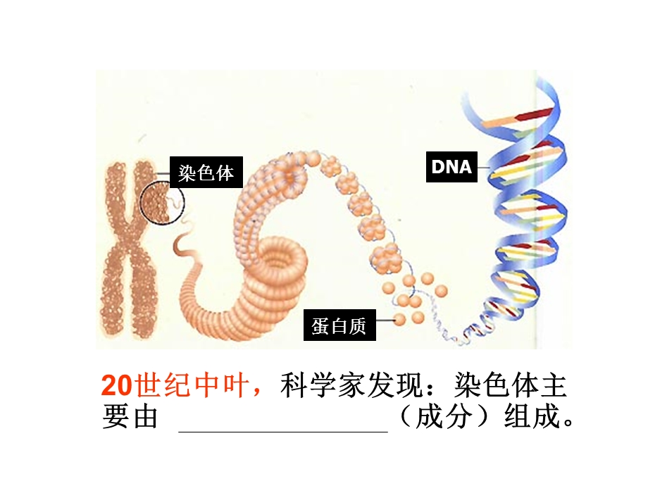 人教版高中生物课件：DNA是主要的遗传物质.ppt_第3页