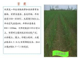 [精彩]制糖工艺流程简介.ppt