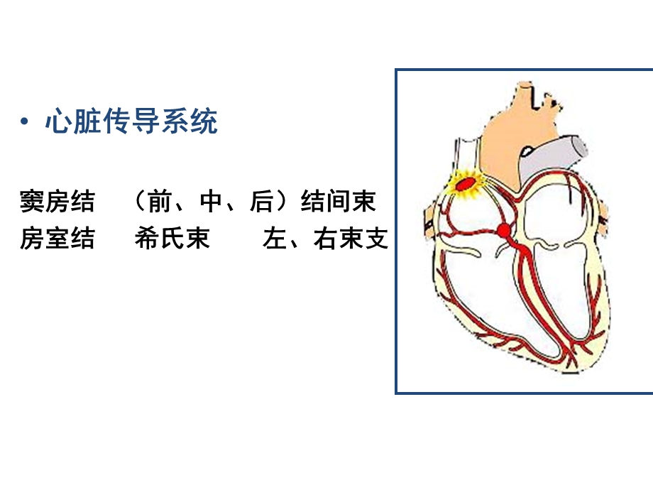 2心律失常病人的护理.ppt_第3页