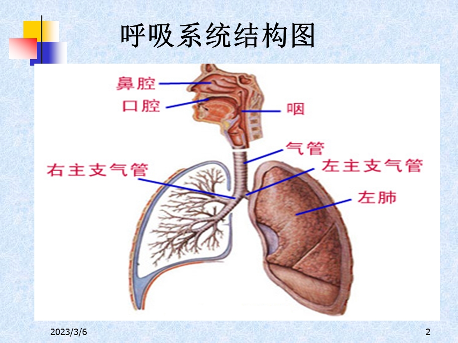 呼吸系统用药.ppt_第2页