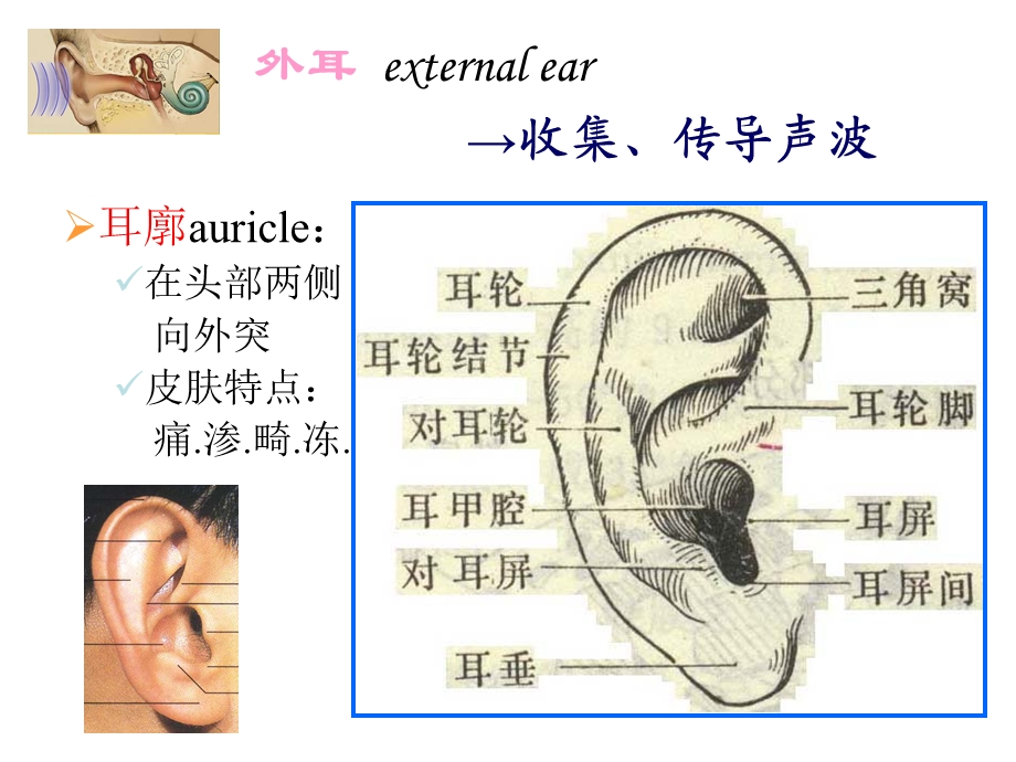 耳部解剖及生理.ppt.ppt_第3页