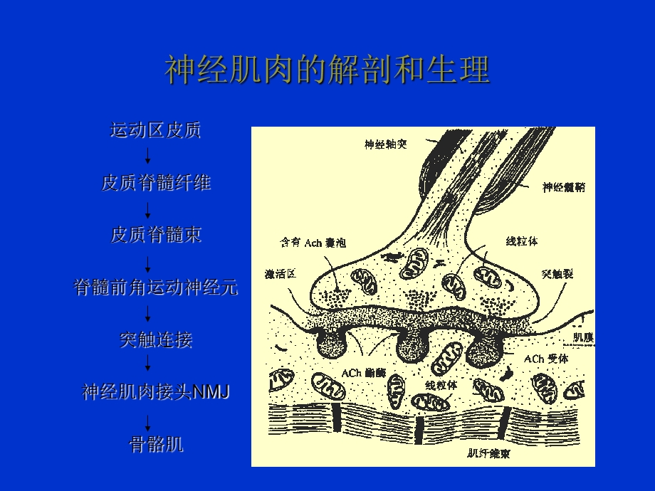 肌松药的研究现状及临床应用进展.ppt_第2页