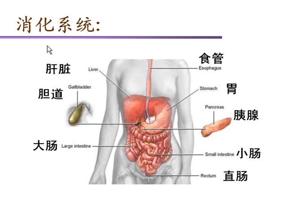 胃炎課件.ppt_第2页