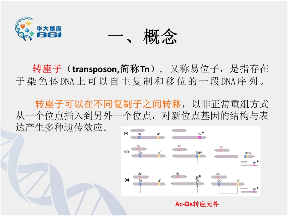 转座子概述.ppt.ppt_第3页