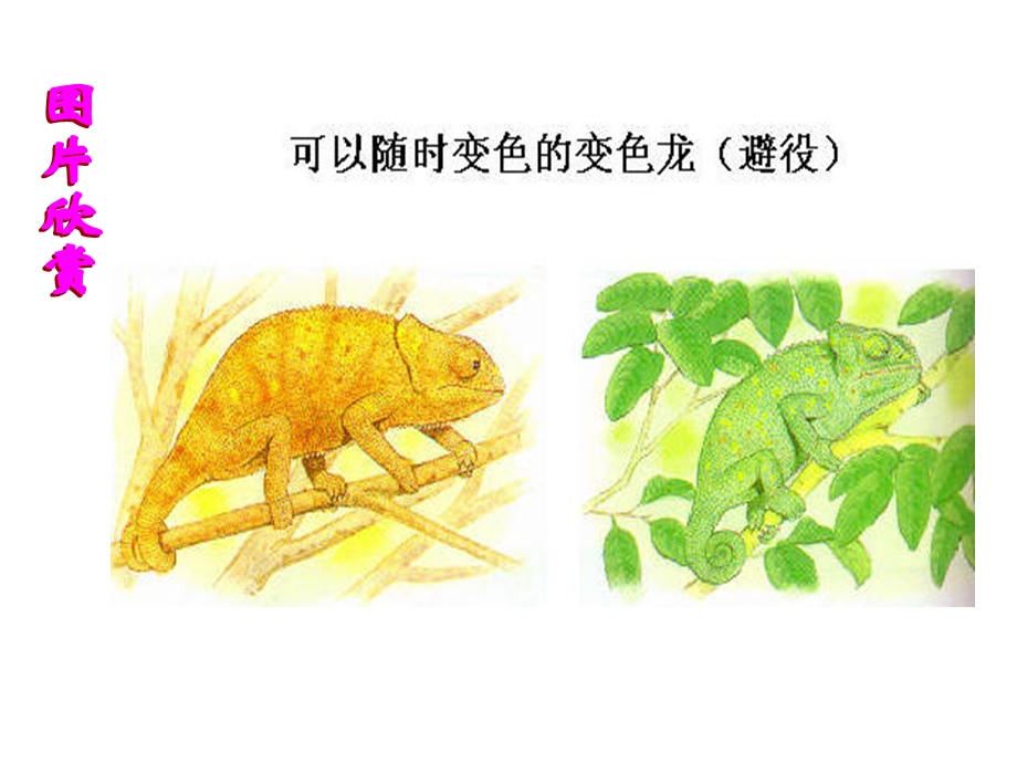 环境对生物行为的影响.ppt.ppt_第3页