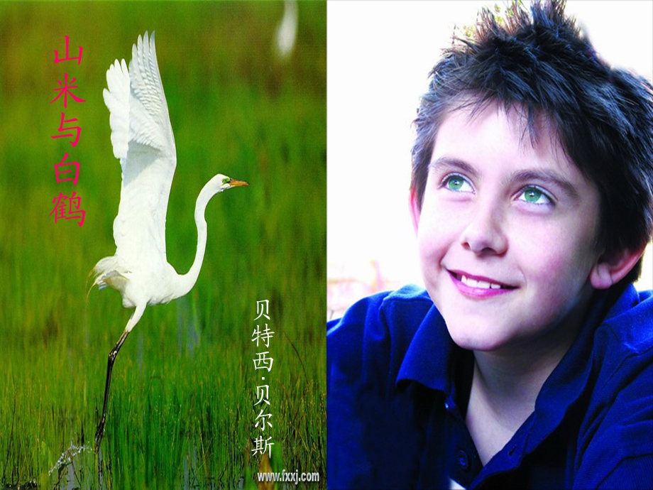 （语文版）初中语文八级上册《山米与白鹤》教学课件.ppt_第1页