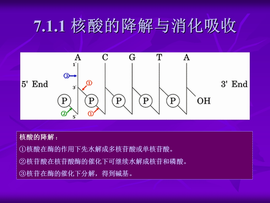 第7章核酸代谢PPT.ppt_第3页