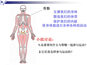 教科版小学科学《骨骼、关节和肌肉》课件.ppt