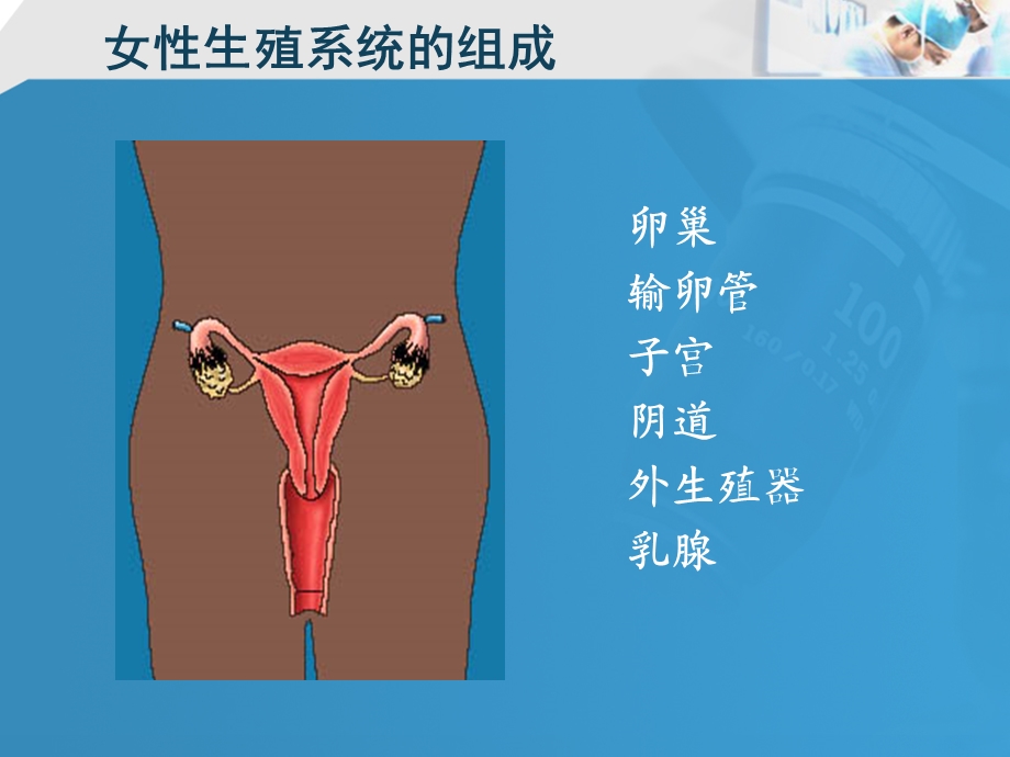 18女性生殖系统.ppt_第3页