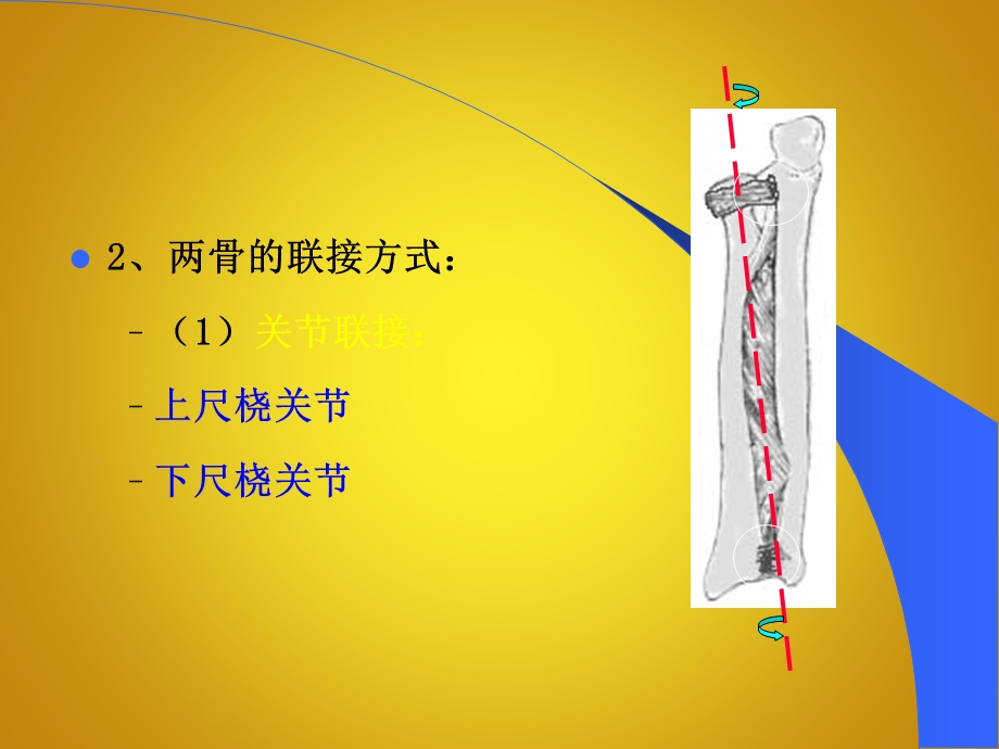 尺桡骨双骨折.ppt.ppt_第3页