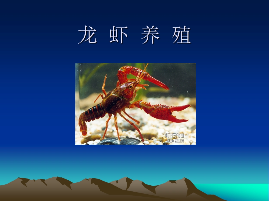 龙虾养殖.ppt.ppt_第1页