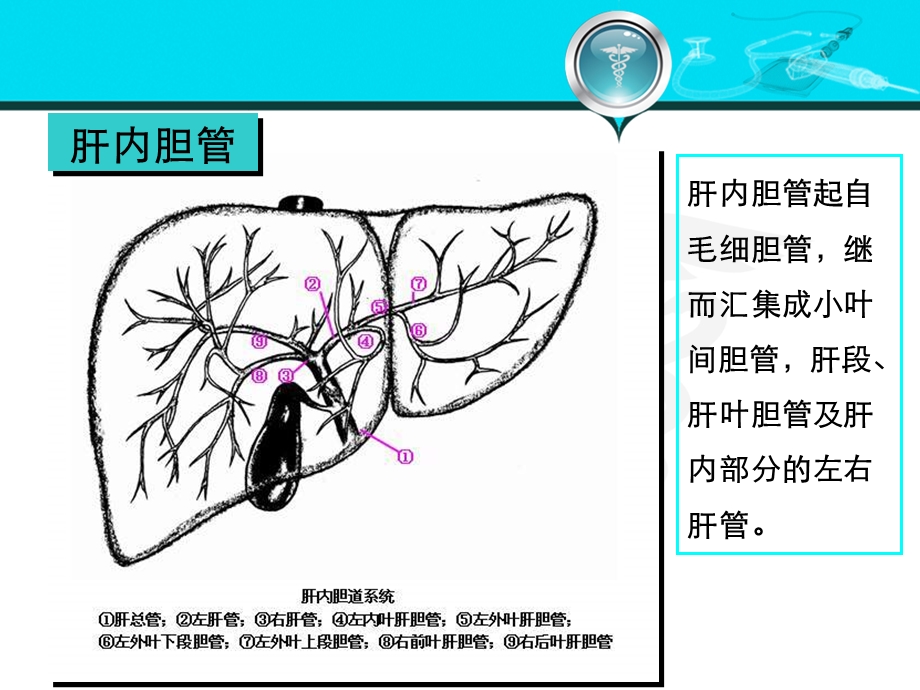 胆道疾病1.ppt_第3页