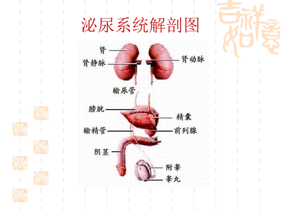 肾上腺护理查房.ppt_第3页