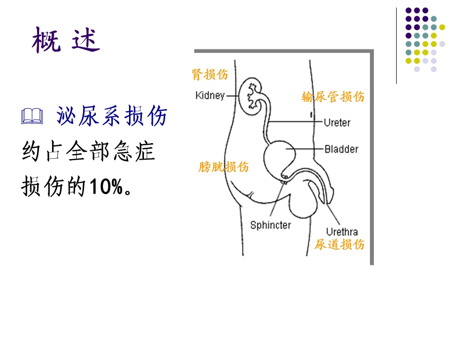 212泌尿系统损伤病人的护理.ppt.ppt_第2页