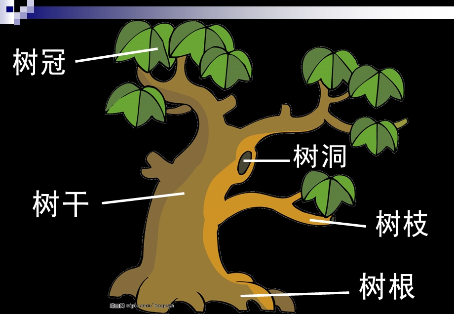 人美版小学二级美术上册《大树的故事》课件2.ppt_第2页