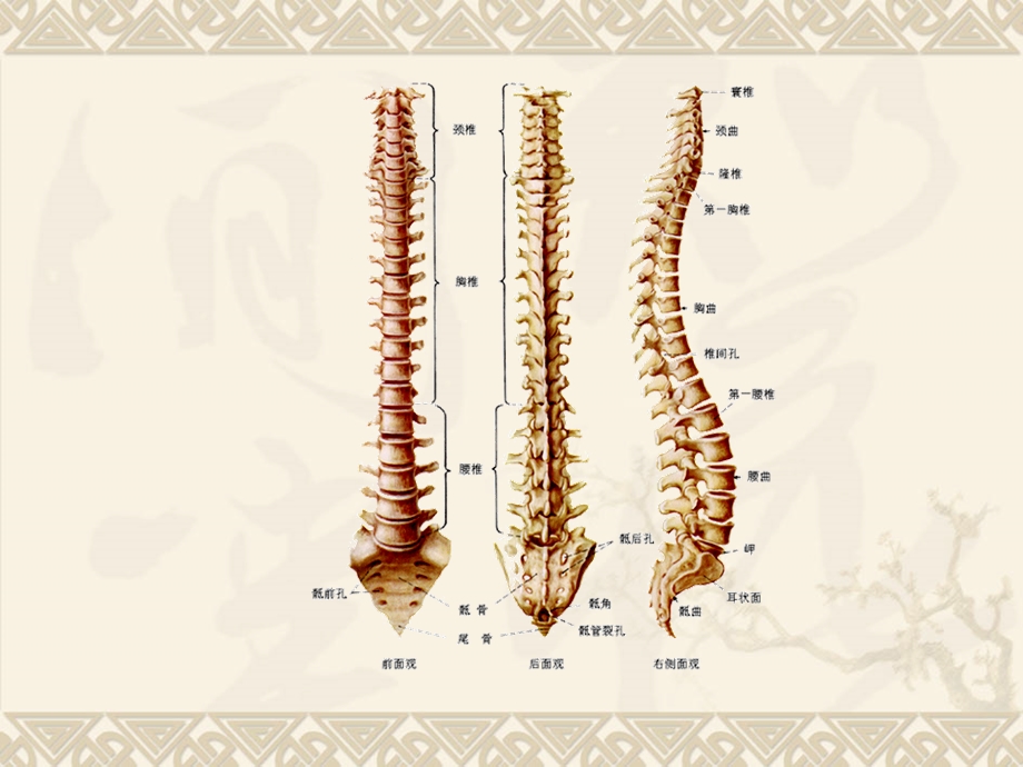 脊柱相关疾病【精品医学PPT】 .ppt_第3页