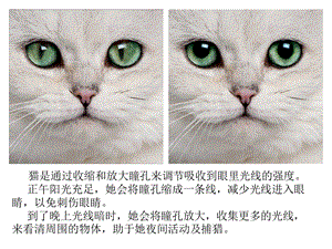 可爱的猫咪ppt.ppt