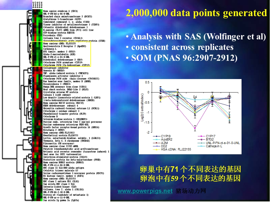 傅衍国外母猪的繁殖性能及生产力水平.ppt_第3页