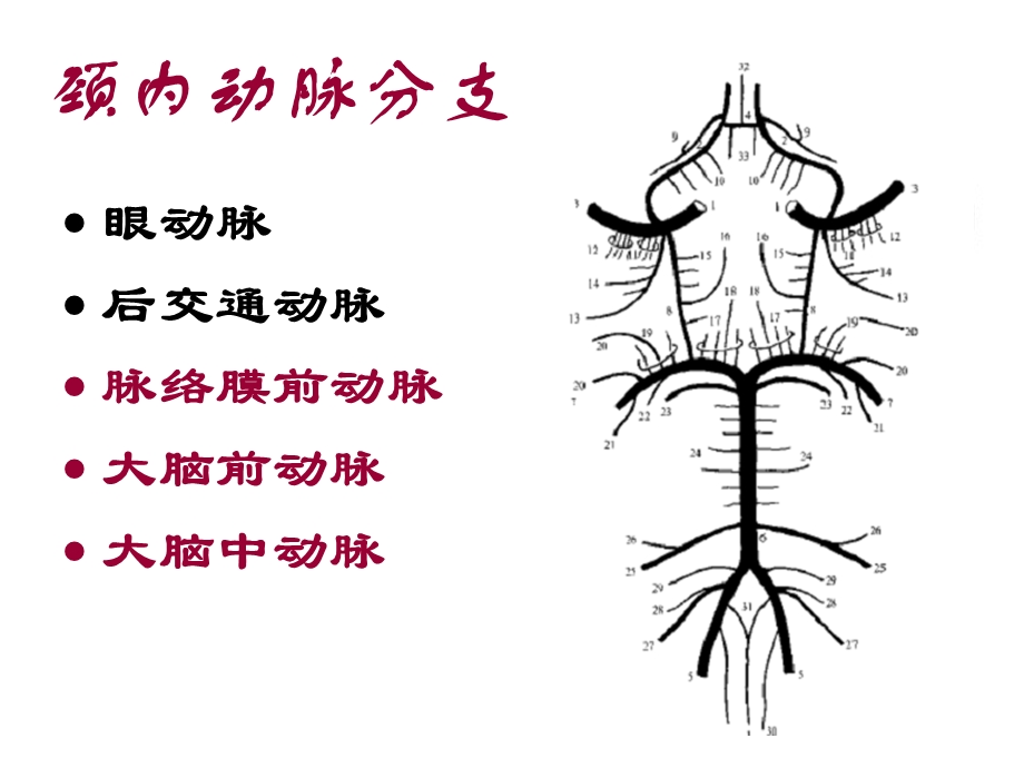 从影像学梗死部位推测责任供血血管.ppt_第3页