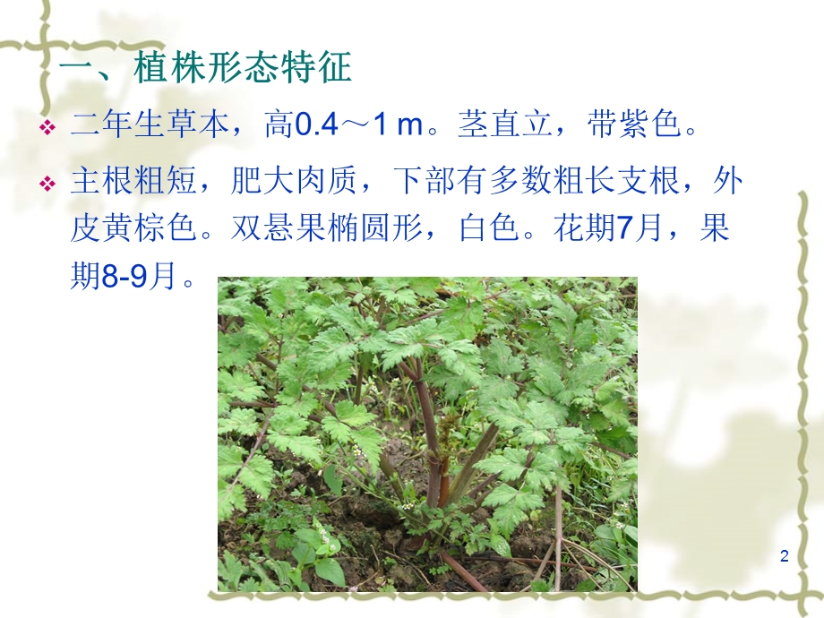 [药用植物栽培学]当归栽培技术.ppt_第2页