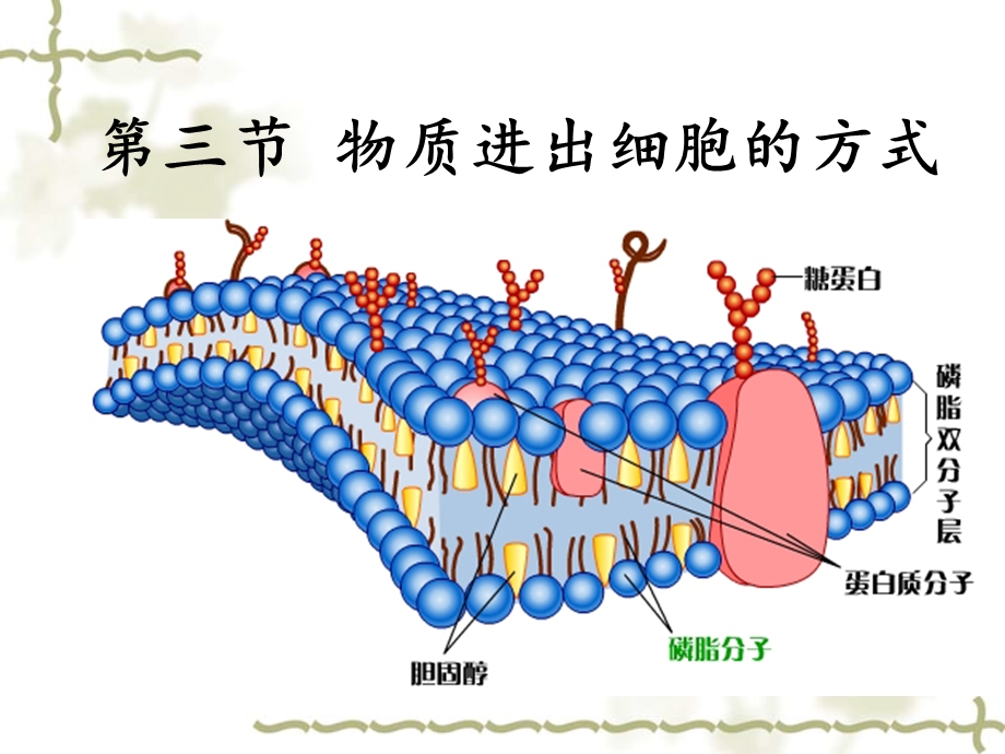 物质进出细胞的方式ppt-北师大版课件.ppt_第1页