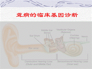 耳聋基因诊断和咨询课件.ppt