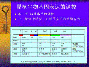 第十六章原核生物基因表达的调控课件.ppt