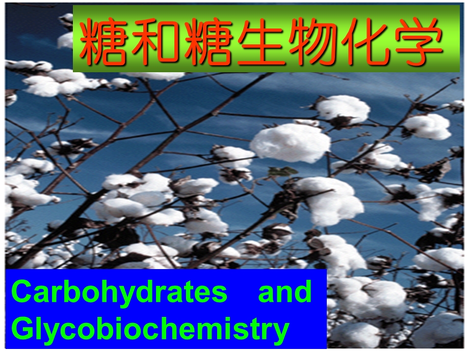 糖与糖生物化学课件.ppt_第1页